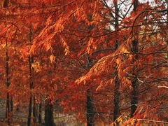 -上海海湾国家森林公园