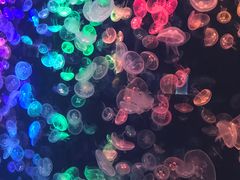 -烟台海昌鲸鲨海洋公园