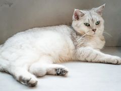 -猫儿山۰猫主题餐厅