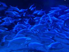 -成都浩海立方海洋公园