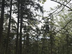 -冶父山国家森林公园