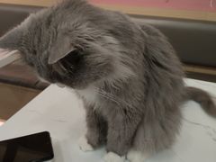 -喵园·猫主题咖啡厅·撸猫·猫咖(国贸店)