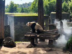 -都江堰中华大熊猫苑