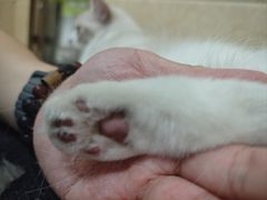 -瑞鹏宠物医院·夜间急症·心超·猫科(祖庙分店)