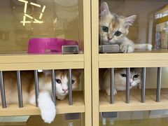 -钦宠·猫咪售卖·洗护·寄养(东圃旗舰店)