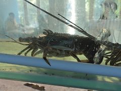 -碗中海·蒸汽海鲜·桑拿鸡(岭南天地店)