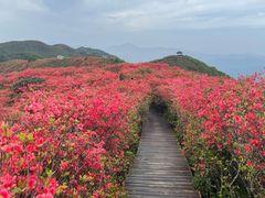 -大围山国家森林公园