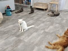 -楼上猫咖(罗湖店)