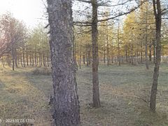 -塞罕坝国家级自然保护区