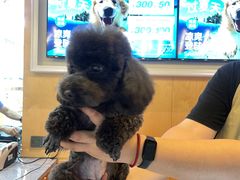 -帕帕拉兹宠物(亚洲旗舰店)