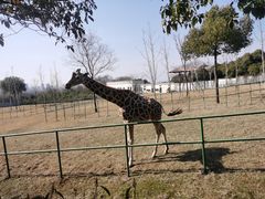 -合肥野生动物园