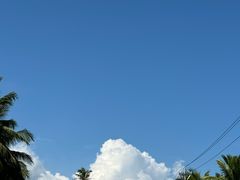 -东郊椰林