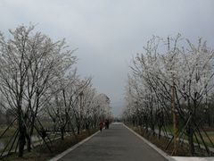 -长田漾湿地公园