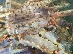 -蟹之国·精品蟹料理(极地店)