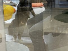 -COLOR PETS 撸猫馆·购猫·猫咖(长风大悦城店)