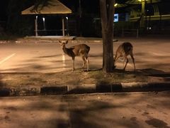 -清迈夜间动物园