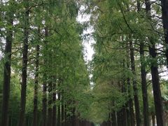 -黄海国家森林公园