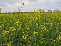 -光明小镇欢乐田园