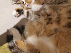 -啵啵喵·猫咖(攀华国际店)