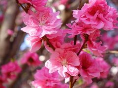 -海棠花溪(元大都城垣遗址公园)