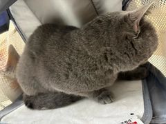 -宠颐生猫科·内科皮肤科(西平世纪城店)