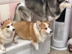 -汪说·狗咖·拼豆·宠物周边DIY(旺城大厦店)