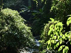 -莫里热带雨林景区