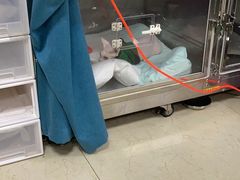 -美联众合动物医院·24h转诊中心