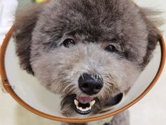 -博特宠物医院24h犬猫全科.骨科·异宠