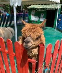 -萌宠亲子动物乐园(槐房万达店)