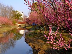 -花开海上生态园