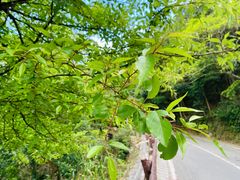 -梧桐山风景名胜区