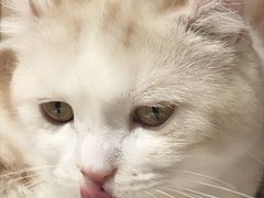 -猫和宫(六道口店)