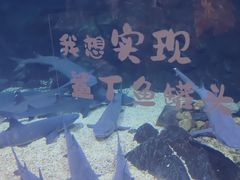 -烟台海昌鲸鲨海洋公园