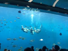 -瑞德姆美人鱼海底演艺主题餐厅(亚龙湾店)