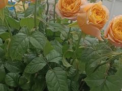 -上海鲜花港