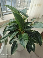 -HEYAN荷妍专业脱毛连锁机构