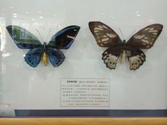 -老王头烤鸡(建大四小区店)