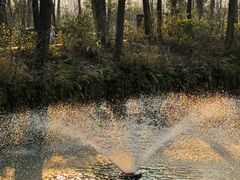 -合肥滨湖国家森林公园