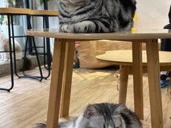 -李小姐の猫咖啡馆(五角场店)