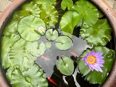 -老宅原住民沙茶面精品小吃(龙头路店)