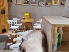 -藏猫猫咖啡主题馆(中央大道店)