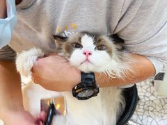 -momokira米努特·德文卷毛猫·棉花面纱犬