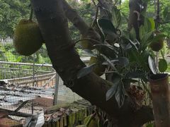 菠萝蜜-润记农家菜