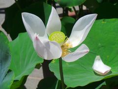 -莲花池公园