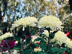 -上海共青森林公园