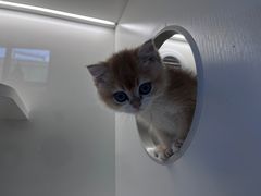 -小猫来了·猫舍(红山六九七九店)