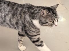 -平行世界·猫咖(首经贸店)