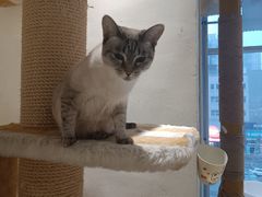 -藏猫猫咖啡主题馆(中央大道店)