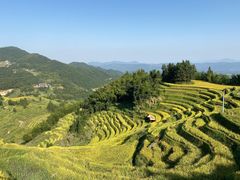 -紫鹊界梯田景区